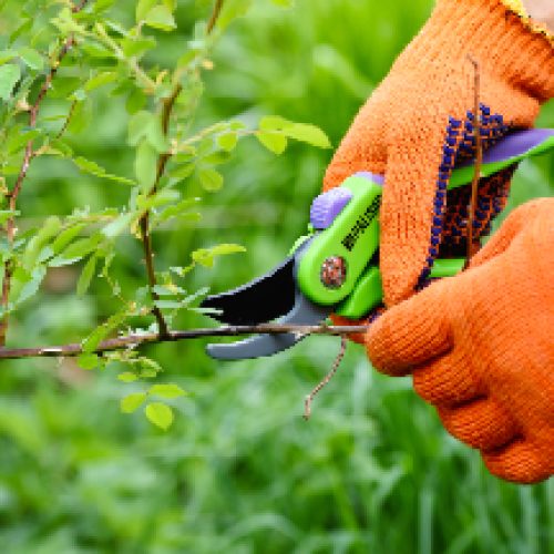 httpselements.envato.comspring-pruning-roses-in-the-garden-gardeners-hands-M8U96L7.jpg